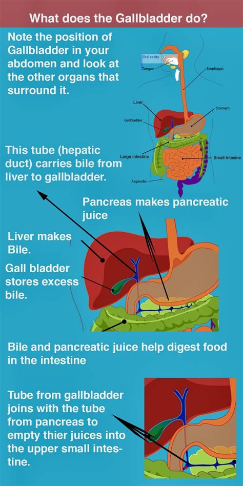 FUNCTION OF THE GALLBLADDER | Gallbladder, Gallbladder symptoms ...