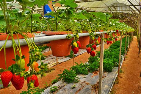 Famous Strawberry Farm at Cameron Highlands Archives - Sweet Corn ...