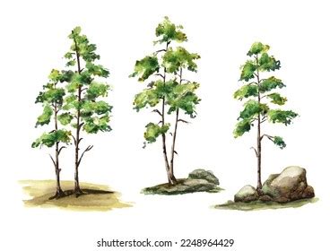 Forest Tree Set Hand Drawn Watercolor Stock Illustration 2248964429 | Shutterstock