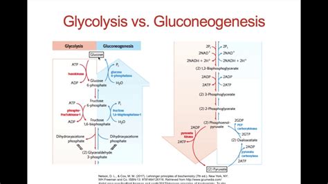 Difference Between Glycolysis And Gluconeogenesis