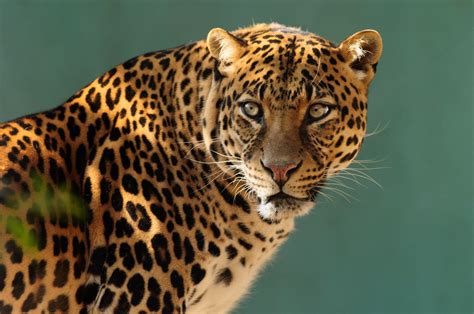 Leopard Laptop Wallpapers - Top Free Leopard Laptop Backgrounds ...