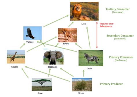 Food Chain & Food Web - Tropical grasslands/savannas