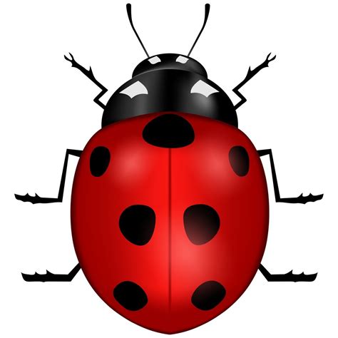 Vector Ladybug Free Photo Download | FreeImages