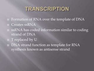 Transcription in prokaryotes | PPT