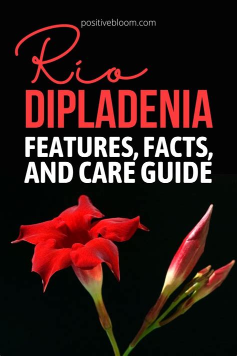 Rio Dipladenia: Features, Facts, And Care Guide