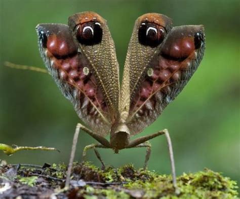 Pin by A Borrero on Animals | Insects, Beautiful bugs, Rainforest insects