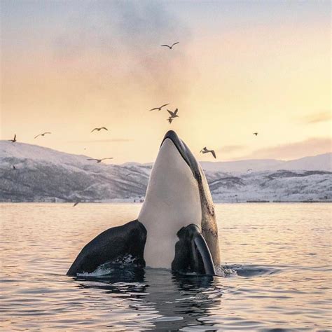 Orca in Tromso, Northern Norway Photography by @tommysimonsenphotography | Animals beautiful ...