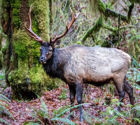 Olympic Elk in the Hoh Rainforest | Smithsonian Photo Contest | Smithsonian Magazine