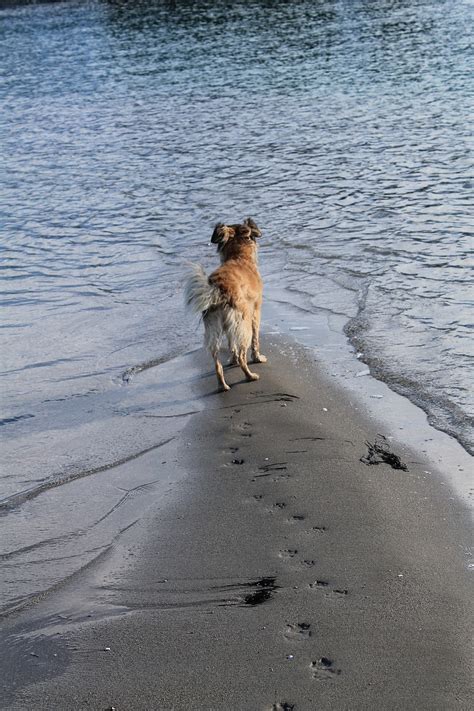 Dog Beach Sand - Free photo on Pixabay - Pixabay