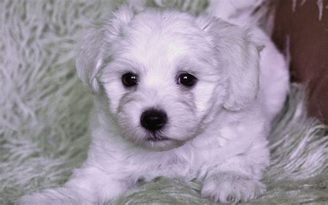 Bolognese Puppies Breed information & Puppies for Sale