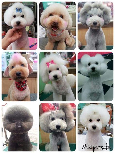 106 best poodle grooming idea images on Pinterest | Poodle grooming ...