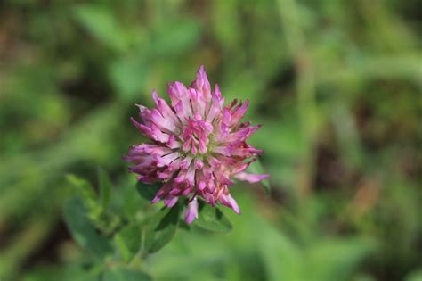 Nature Devotions : Clover Flower