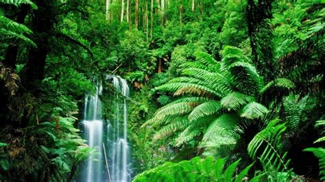 Amazon Rainforest, Feel the Rainfall of Leaves - Found The World
