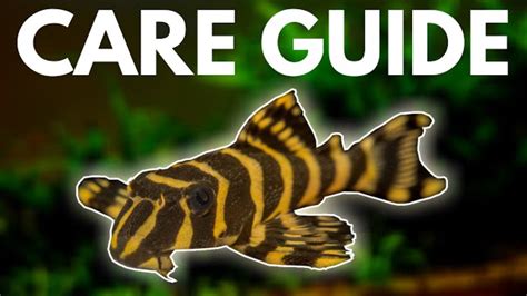 Leopard Frog Pleco (L134): Complete Care Guide | Tank Facts