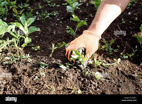 Pulling weeds hi-res stock photography and images - Alamy