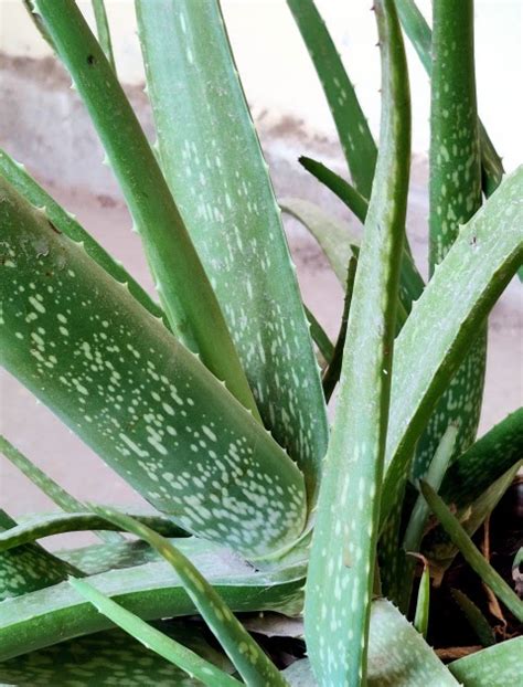 Aloe Vera | Aloe Vera Medicinal uses, Benefits & side effect