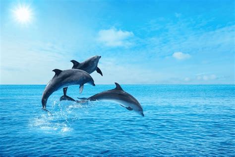 Dolphin Royalty-Free Images, Stock Photos & Pictures | Shutterstock