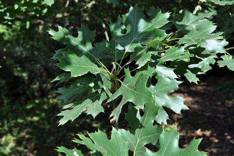 Quercus acerifolia - Chêne à feuilles d’érable - Florama