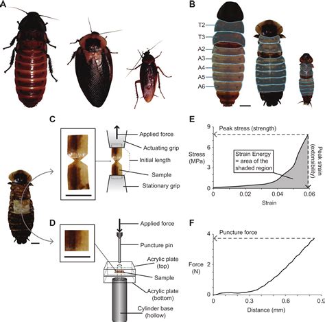 Roach: Roach Life Cycle