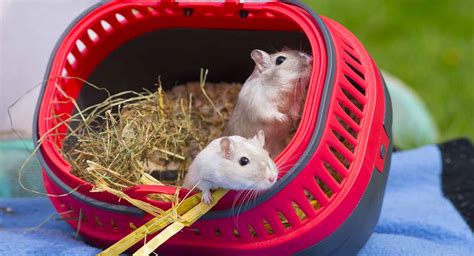 Best Gerbil Cages - Finding Housing For Your Pet!