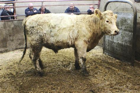 In pictures: steady cattle trade at Clogher Mart - 22 November 2017 Premium