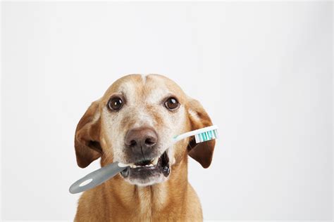 The Importance of Pet Dental Health - Circle B Veterinary Hospital