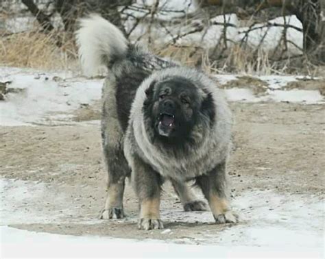 Caucasian Ovcharka | Dogs | Pinterest