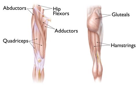 Hip strain: Description, Causes, Treatment | BoulderCentre for ...