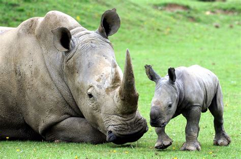 Baby White Rhino Plays With Mom Picture | Cutest baby animals from around the world - ABC News