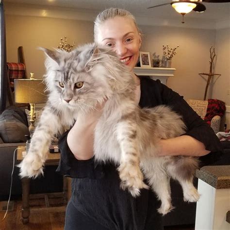 Pin on Maine Coon