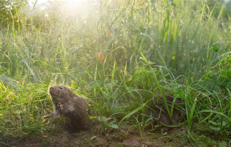 For Prairie Voles, a Furry Shoulder to Cry On - The New York Times