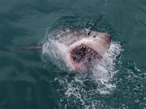 The great white shark conservation project in South Africa ...