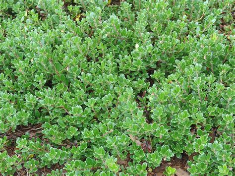 Arctostaphylos uva-ursi (kinnikinnick, red bearberry): Go Botany