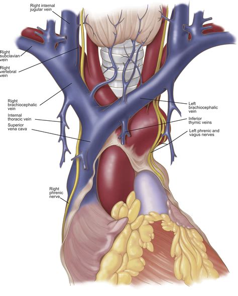 Anatomy of the Superior Vena Cava and Brachiocephalic Veins - Thoracic ...