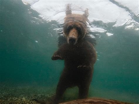 Brown Bear Under Water