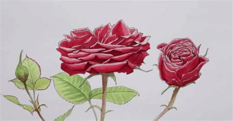 How To Draw A Easy Rose Step By Step With Pencil