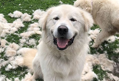 What is a Maremma Sheepdog? – Maremma Sheepdog Club