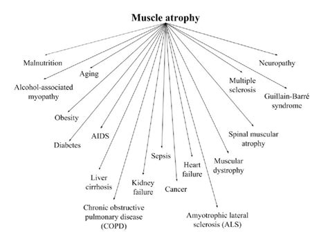 Clinical conditions associated with muscle atrophy | Download Scientific Diagram