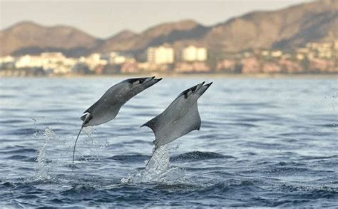 Mobula rays jumping out of the water — Stock Photo © SURZet #145115557