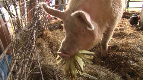 Large Farm Pig Eating Corn In Pigpen. Stock Footage Video 6952012 - Shutterstock