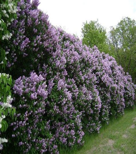 12 Garden Hedge Plants For Privacy - Matchness.com | Garden hedges, Privacy plants, Shrubs for ...