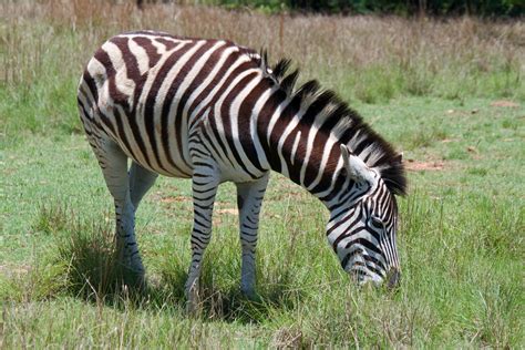 Zebra Grazing On Green Grass Free Stock Photo - Public Domain Pictures