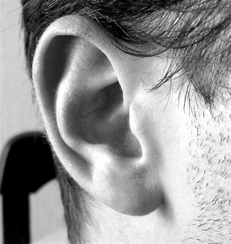 Human Ear Drawing