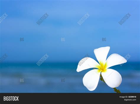 Plumeria Alba Flower Image & Photo (Free Trial) | Bigstock