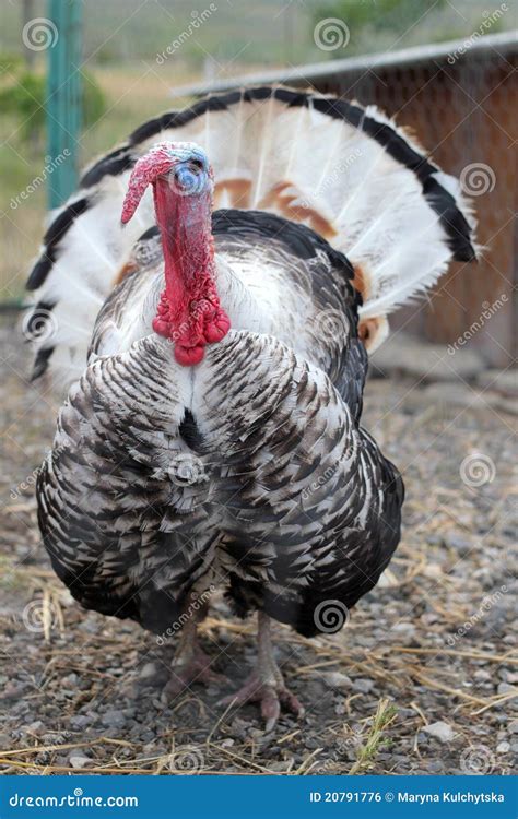 Turkey on the farm stock photo. Image of feather, rural - 20791776