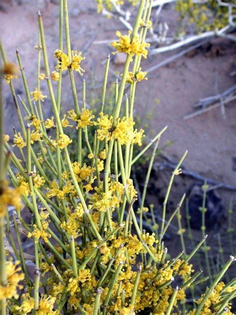 Ephedra alata - Alchetron, The Free Social Encyclopedia