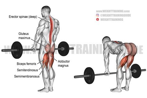 Barbell straight back stiff leg deadlift instructions and video | Weight Training Guide in 2021 ...