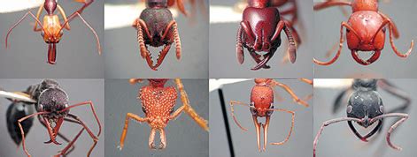 Morphological and Functional Diversity of Ant Mandibles - AntWiki