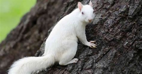 White Squirrels - AnimalBehaviorCorner