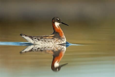 Red-necked Phalarope – birdfinding.info